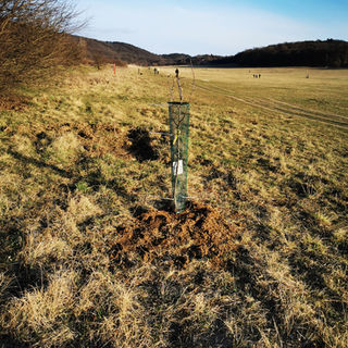Az elültetett gyümölcsfák - Takarító Kommandó - Plant for Tomorrow