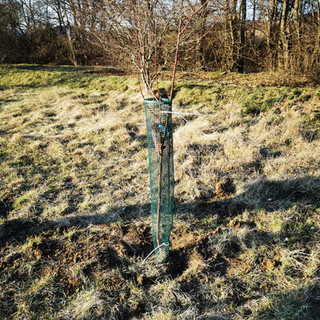 Az elültetett gyümölcsfák - Takarító Kommandó - Plant for Tomorrow