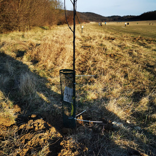 Az elültetett gyümölcsfák - Takarító Kommandó - Plant for Tomorrow