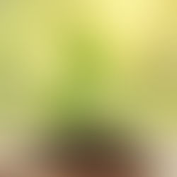 Young green plant sprouting from rich soil on wooden surface, set against a soft, blurred green background, conveying growth and freshness.