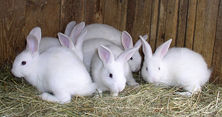 Attention, lapins voraces !