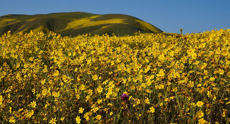Carrizo Plain 2019 Superbloom_edited.jpg