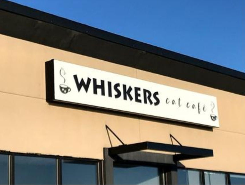 Whiskers Cat Café Grande Prairie