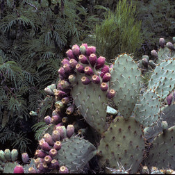 Prickly Pear Cactus