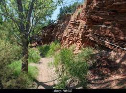 Sunflower Trail