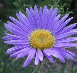 Tansy Aster