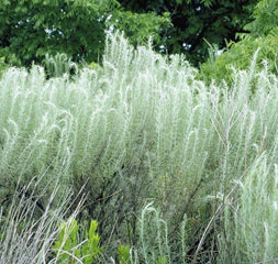 Sand Sagebrush