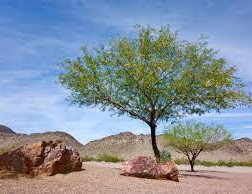 Mesquite Tree