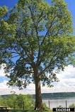 Hackberry Tree