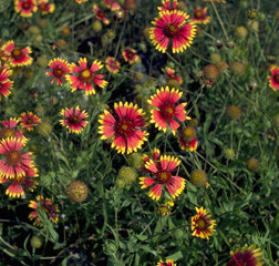 Indian Blanket (aster)