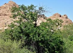 Western Soapberry Tree
