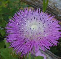 Basket Flower