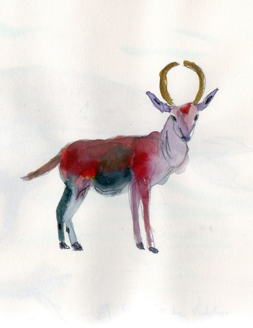 antilope.jpg