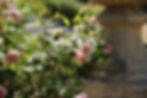 Pink roses in Gardens of Chateau de Puy Vidal