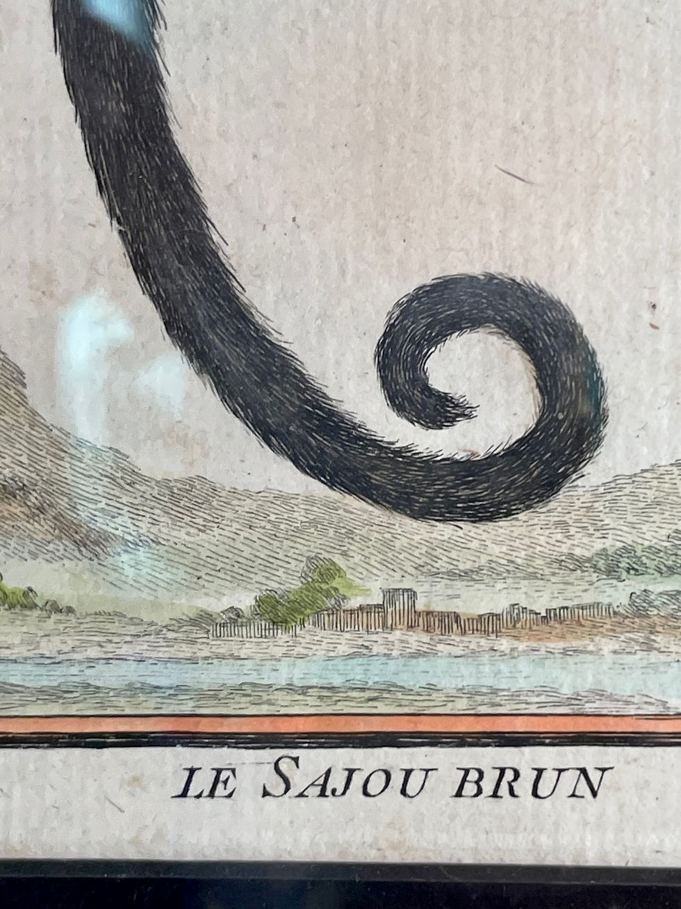 Thumbnail: Pair Original Hand Colored Engravings, Georges-Louis Leclerec, Comte de Buffon.