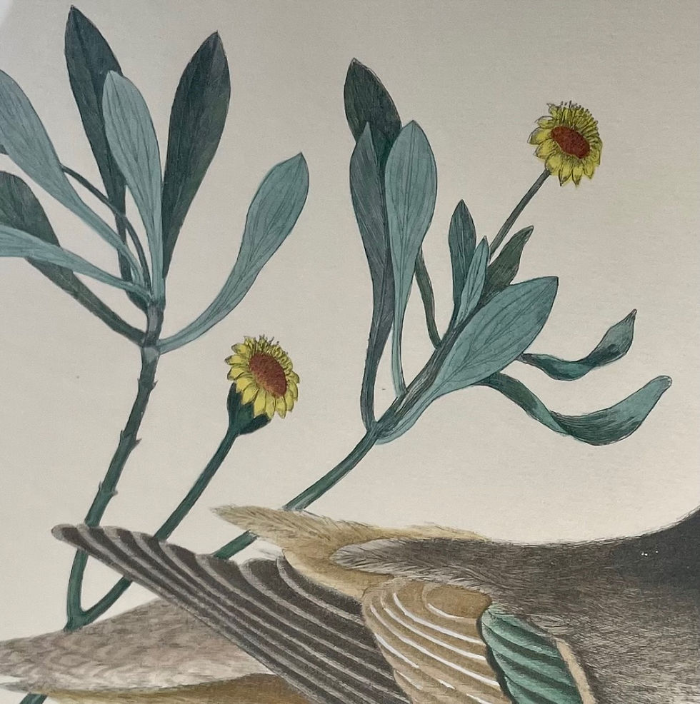 Thumbnail: Etching Mark Catesby, Anas Bahamensis (The Ilathera Duck) Chrysanthemum &c T93.