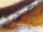 Thumbnail: Abstract Painting on Canvas, Suzanne Clune