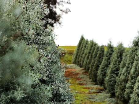 5 Reasons To Choose Lawndale Farm for Your Next Christmas Tree