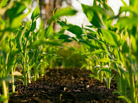 Lawndale Farm’s Commitment to Sustainable Agriculture
