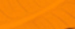 fundo_folha.jpg