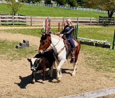 Triple R Riding Club Sully | Triple-R-Horses