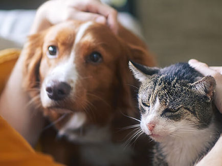 Emirates SkyCargo resumes Pet Transport Services