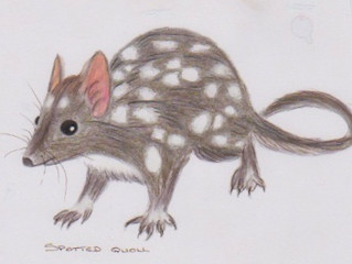THE SPOTTED QUOLL