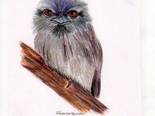 Tawny Frogmouth - the cutiest of faces