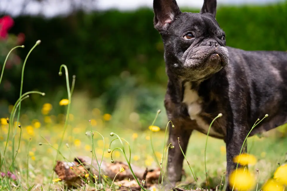 Bouledogue français noir profitant du soleil dans une pelouse parsemée de boutons d'or.web