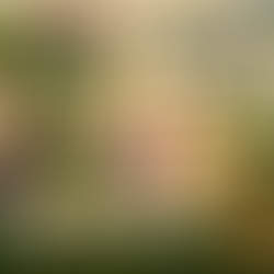 Laguna Carapã abre hoje a tradicional Festa do Pé de Soja Solteiro com shows e grande presença de expositores