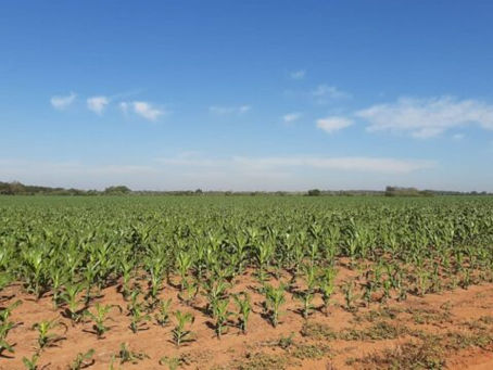 Milho: estiagem e geadas ameaçam segunda safra no sul de MS