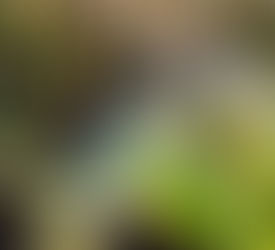 Geada castiga Laguna Carapã e preocupa produtores rurais