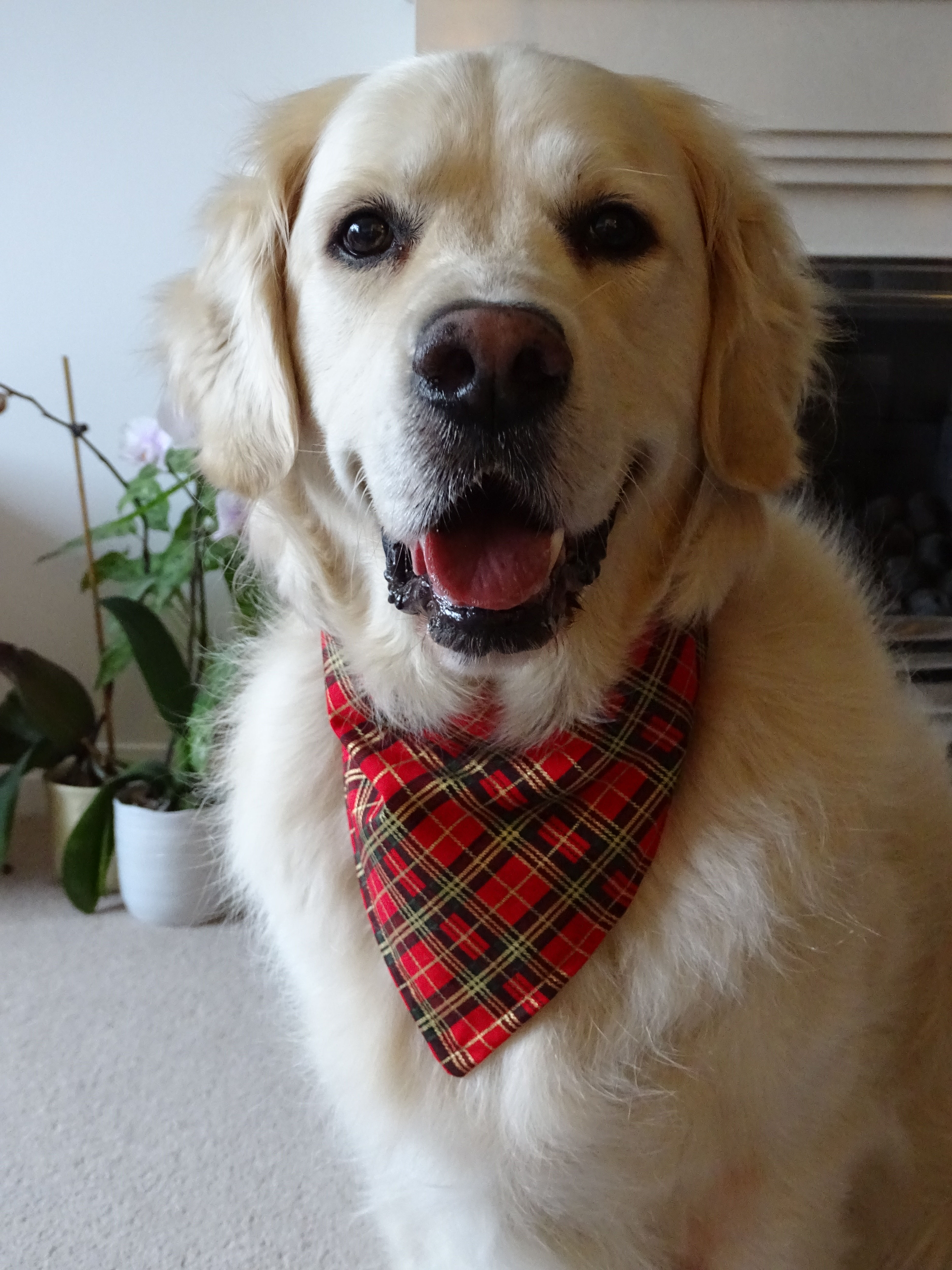 Tartan Dog Bandana