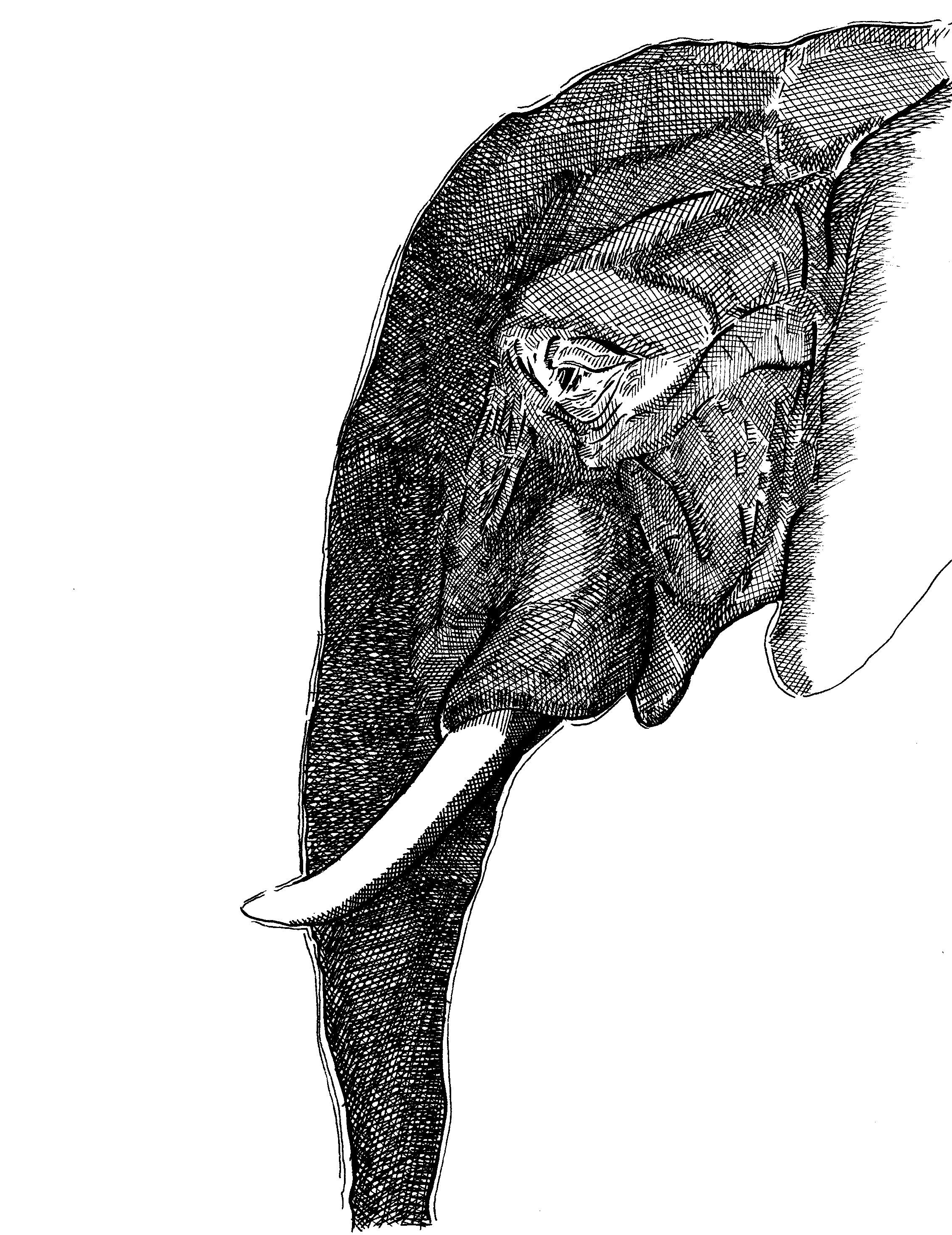 Ilustra_O Elefante na Sala