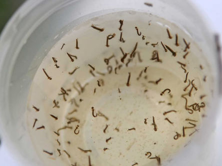 𝐓𝐞𝐦𝐩𝐨𝐫𝐚𝐝𝐚 𝐝𝐢 𝐡𝐨𝐫𝐜𝐚𝐧 𝐩𝐨𝐫 𝐭𝐚 𝐢𝐧𝐢𝐜𝐢𝐨 𝐝𝐢 𝐮𝐧 𝐦𝐞𝐧𝐚𝐬𝐚 𝐩𝐚 𝐬𝐚𝐥𝐮𝐝 𝐩𝐮𝐛𝐥𝐢𝐜𝐨 🦟