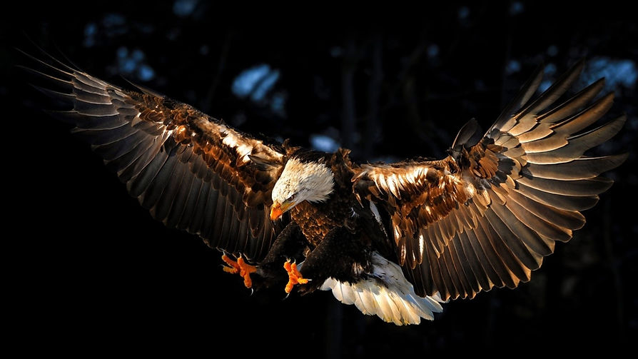 1254062-flying-eagle-bird.jpg