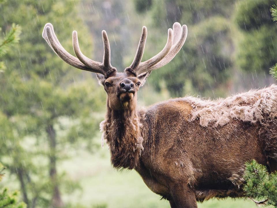 DISC AMERICA YELLOWSTONE.jpg