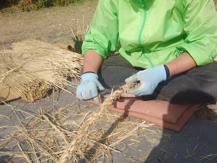 しめ縄綯い最終作業