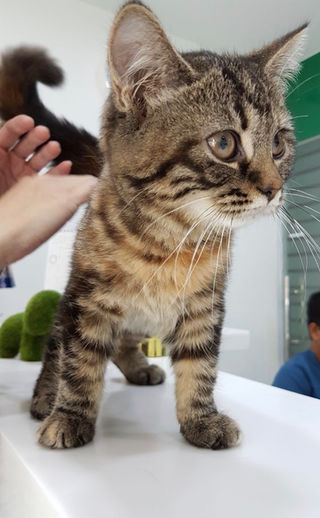 Cat Family Story 53 Kitty Munchie And Floofy