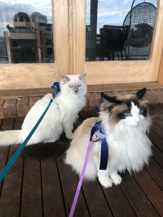 coco chanel cat collar