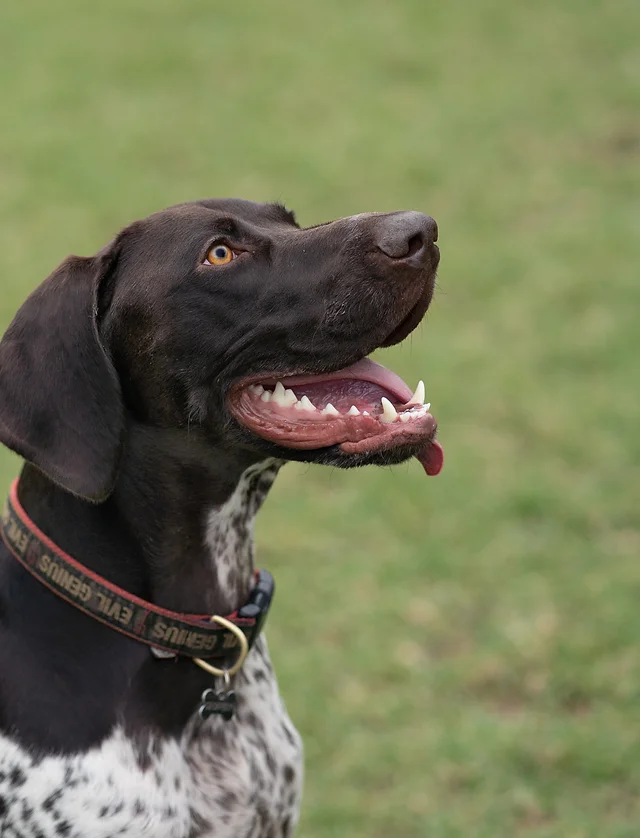 Boutique North Shore Pet Care The Purrfect Pup