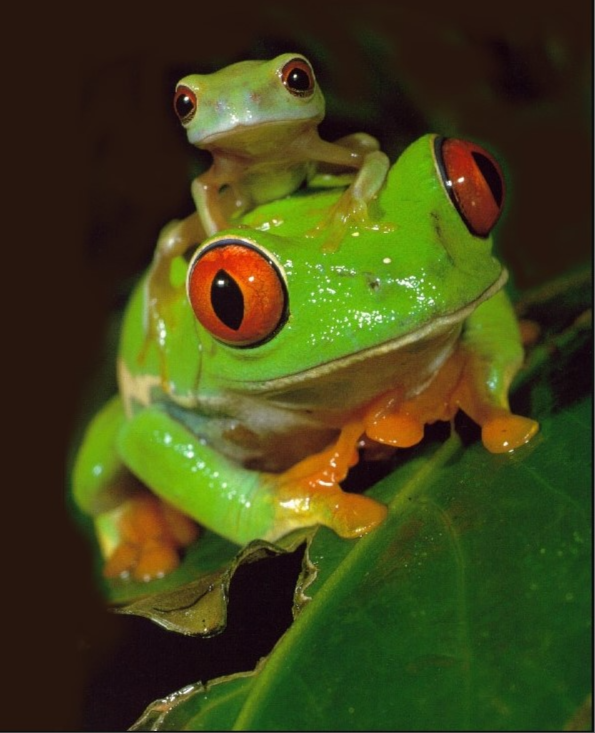 sapo e filhote_edited.png