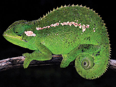 Chameleon  Crack   [32|64bit]