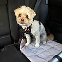Car Harness.jfif