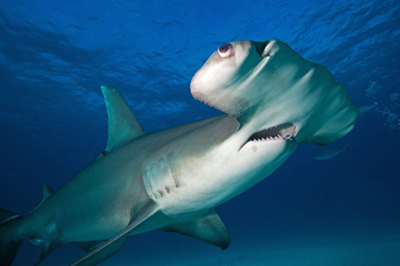 Foto deMartin Prochazkacz: https://www.infoescola.com/peixes/tubarao-martelo/