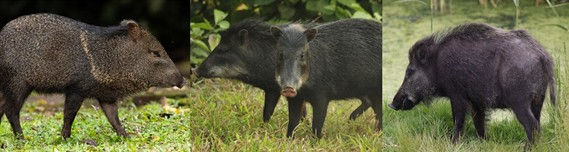 Entendendo as diferenças: Cateto, Queixada e Javali