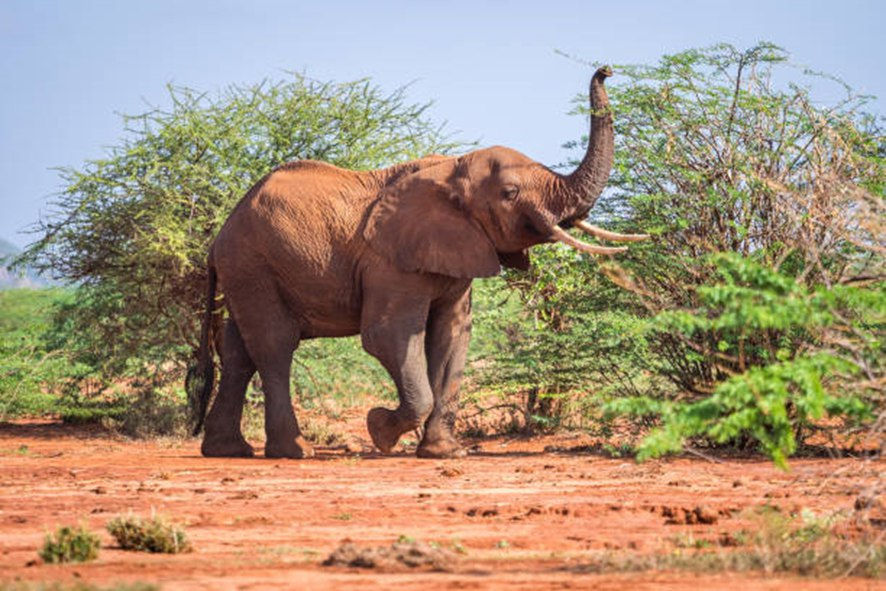 fonte: https://www.istockphoto.com/br/foto/elefante-entre-%C3%A1rvores-de ac%C3%A1cia-qu%C3%AAnia-gm684093006-125607745