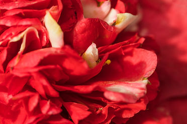 amazing-red-fresh-petals-flower.jpg