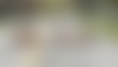 Watch for Wildlife: Deer and Moose Collisions Spike as Fall Drives Begin