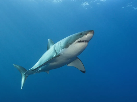 Lifeguards, Park Police, and park staff actively patrol the beachfront using drones to search the water for sharks or large schools of fish that may attract them. Surveillance capabilities this summer include: